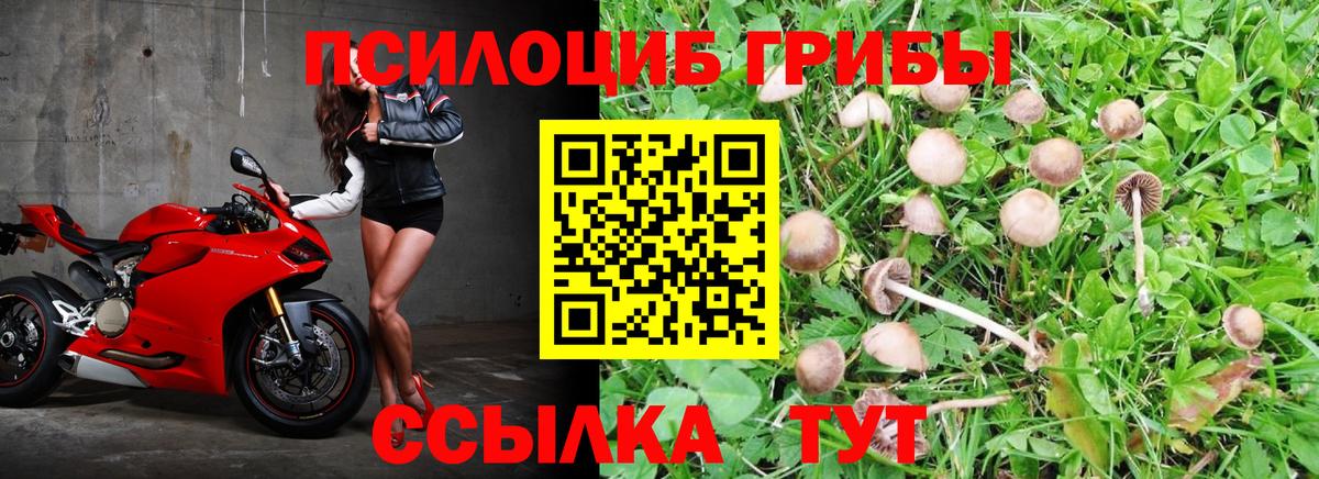Псилоцибиновые грибы Psilocybe Благовещенск
